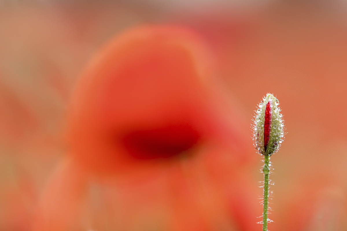 der unfertige Mohn